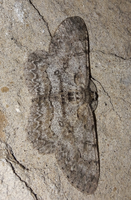 Hypomecis punctinalis - pettyes faaraszoló