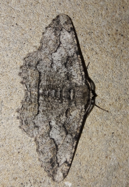 Synopsia sociaria - ürömaraszoló