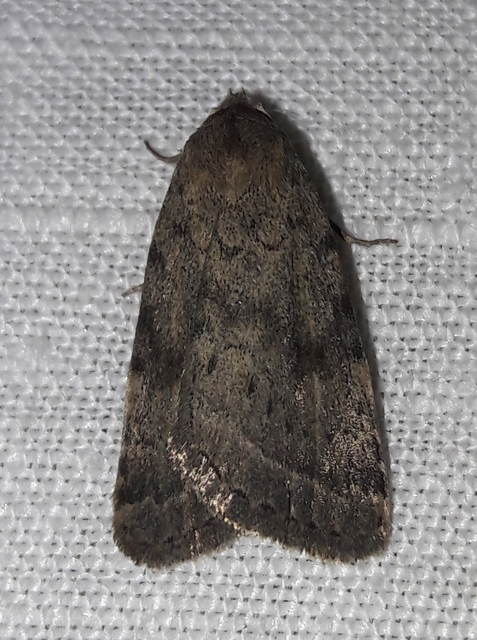 Athetis gluteosa - nyugtalan lápibagoly