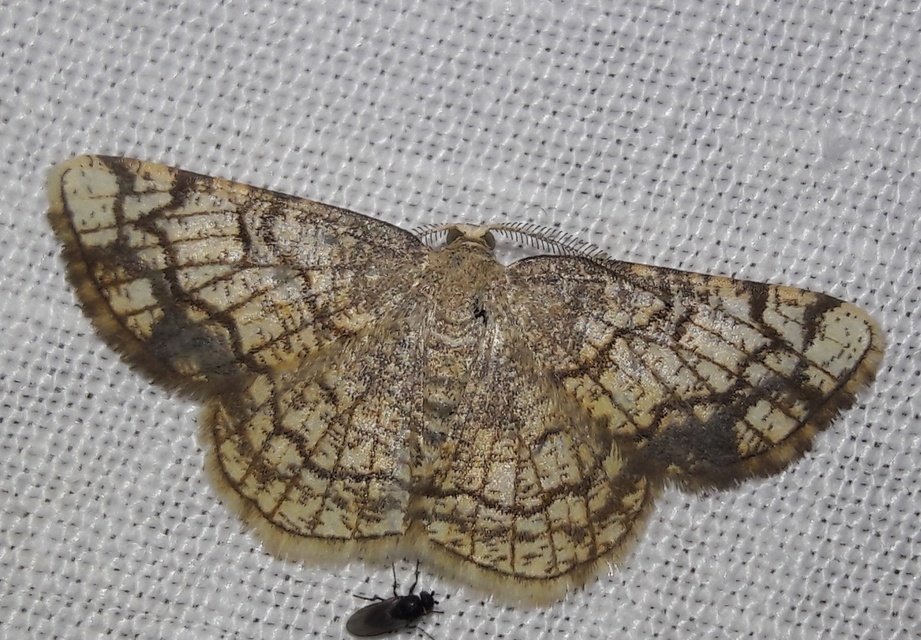 Stegania dilectaria - fehérnyár-araszoló