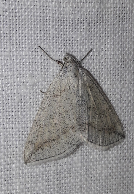 Lithostege griseata - szürke araszoló