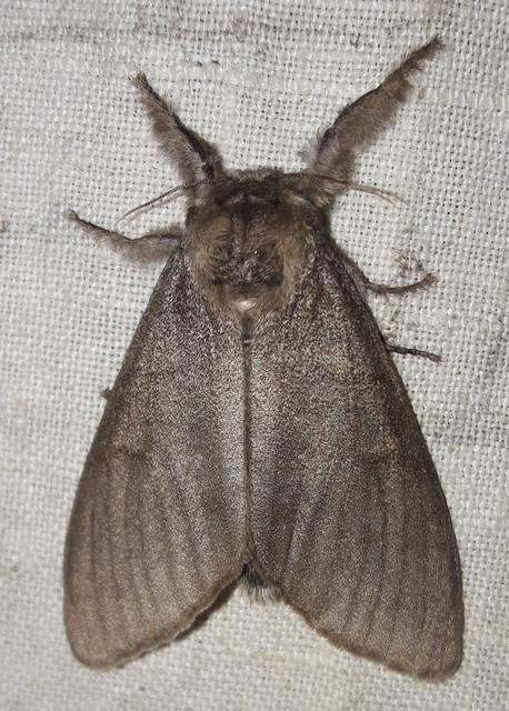 Calliteara pudibunda - hamvasszövő