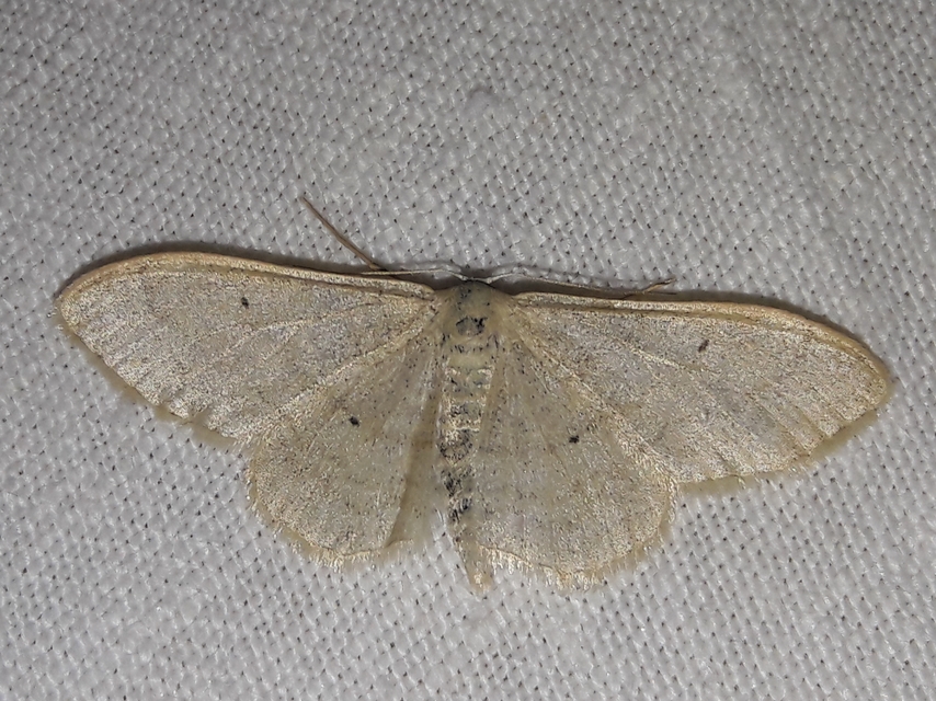 Idaea straminata - szalmasárga sávosaraszoló