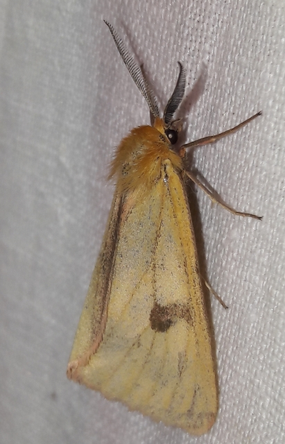 Diacrisia sannio - vörösszélű medvelepke