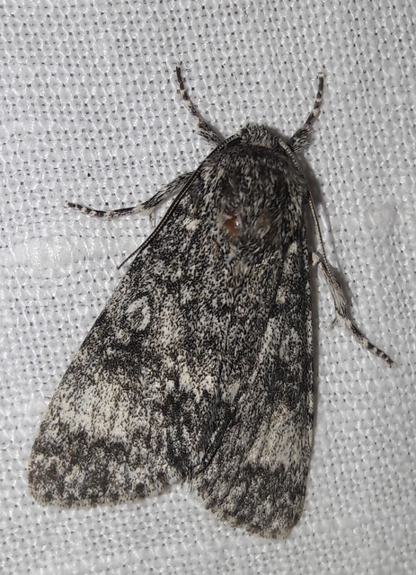 Acronicta megacephala - nagyfejű szigonyosbagoly