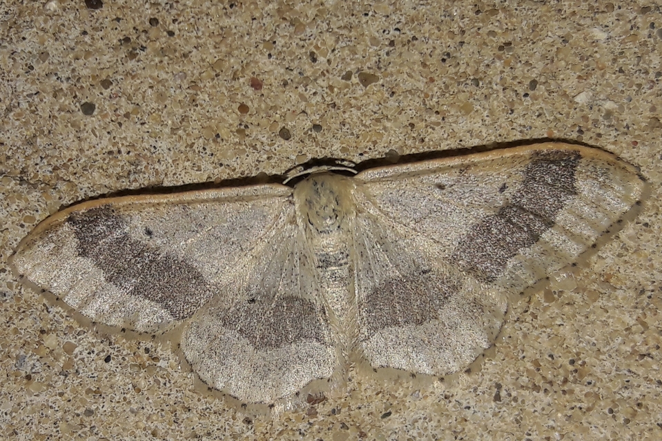 Idaea aversata - nagy sávosaraszoló