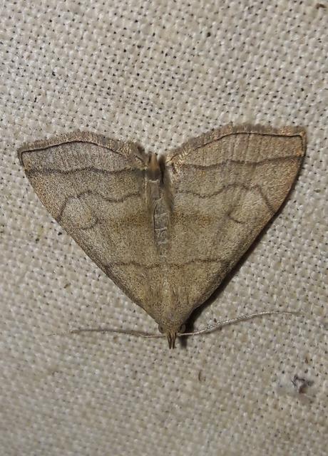 Herminia tarsicrinalis - szőröslábú karcsúbagoly