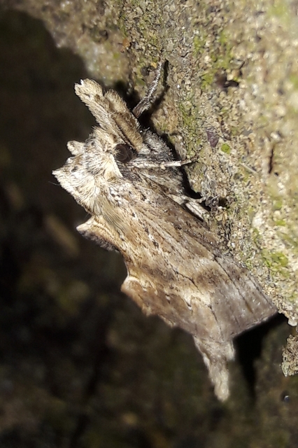 Pterostoma palpina - csőrös púposszövő