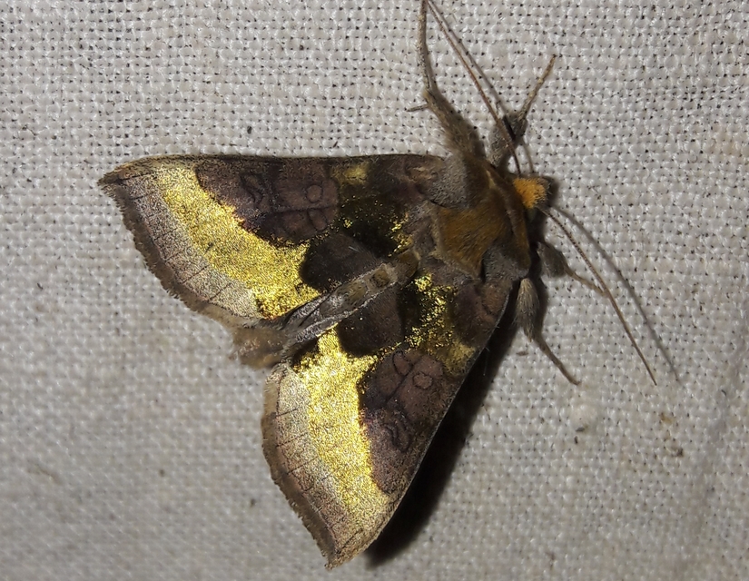 Diachrysia chrysitis - aranybagoly