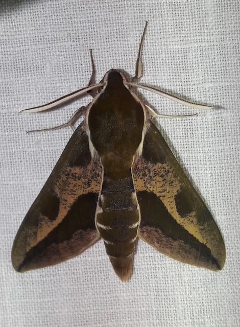 Hyles euphorbiae - kutyatejszender
