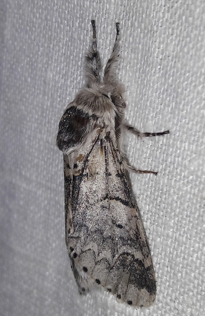 Furcula furcula - szürke púposszövő