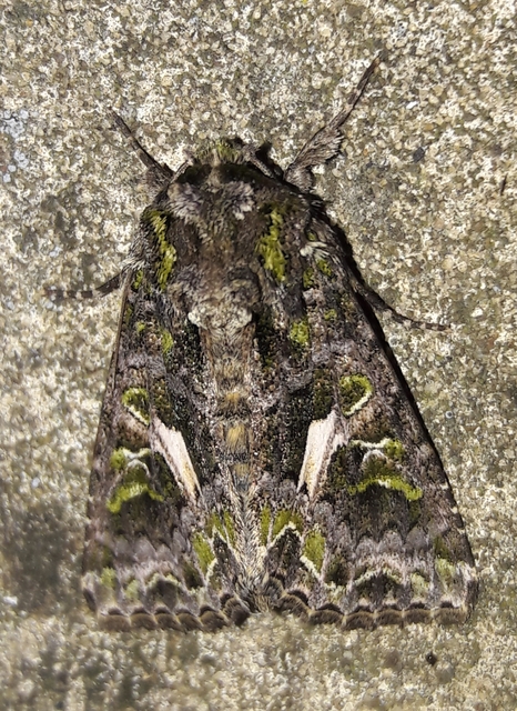 Trachea atriplicis - nyári zöldbagoly
