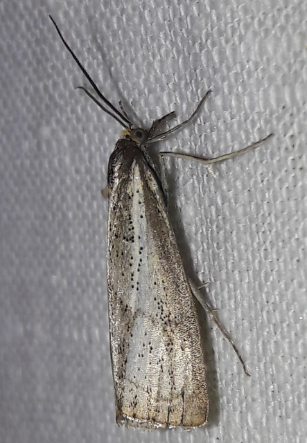 Thisanotia chrysonuchella - tavaszi fűgyökérmoly