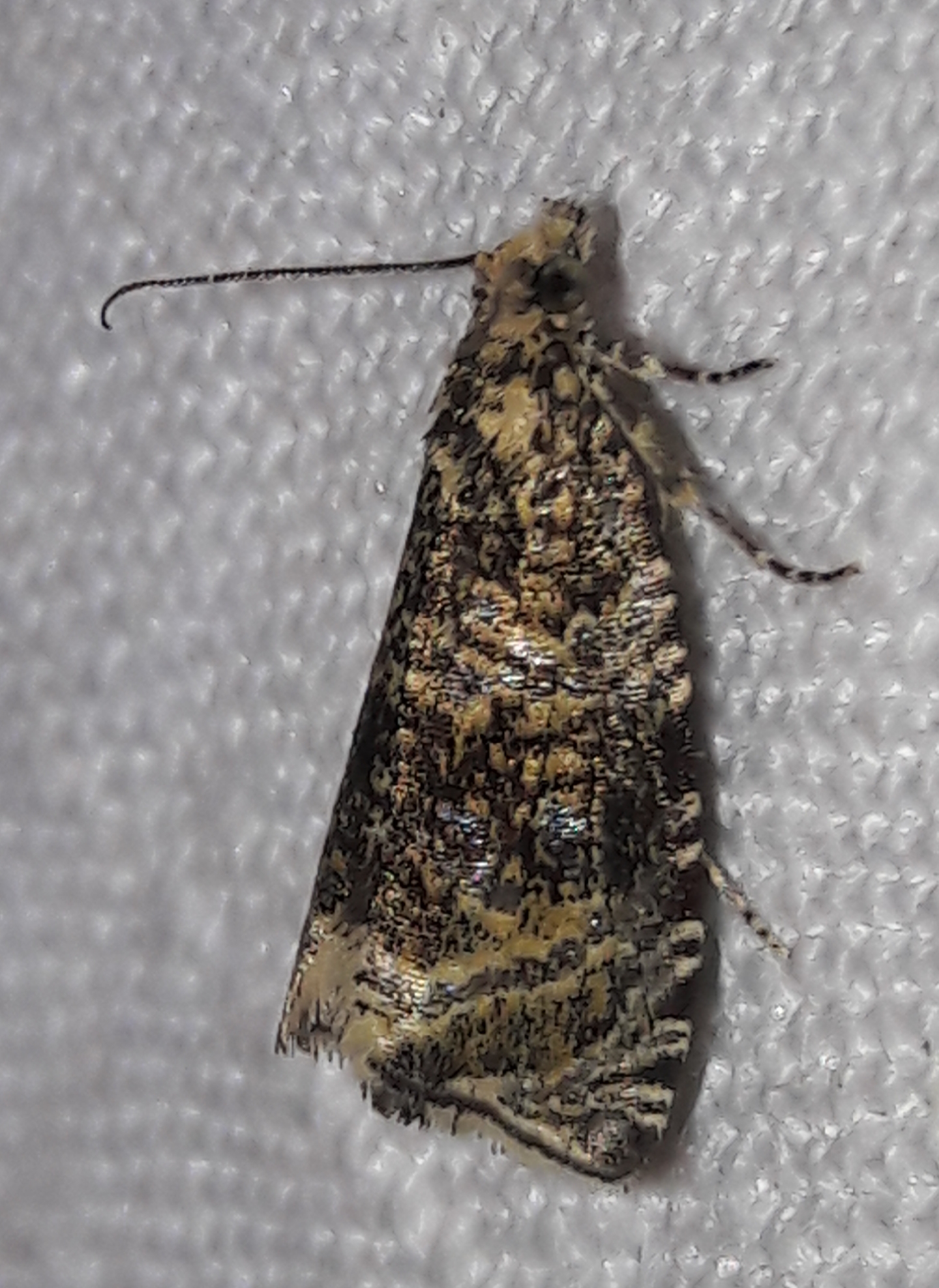 Celypha lacunana - vízparti tükrösmoly