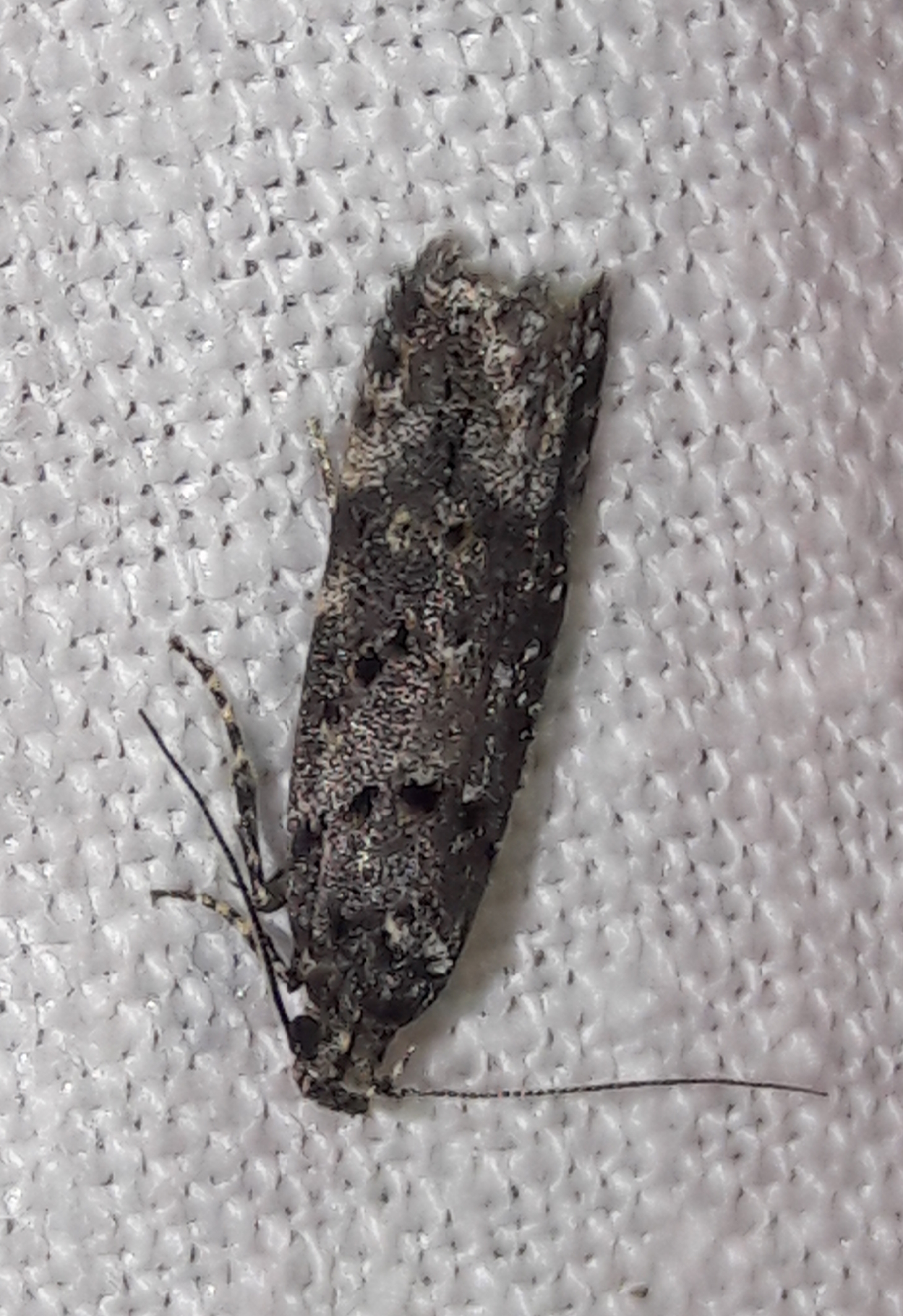 Gelechiidae - sarlósajkú-molylepkefélék