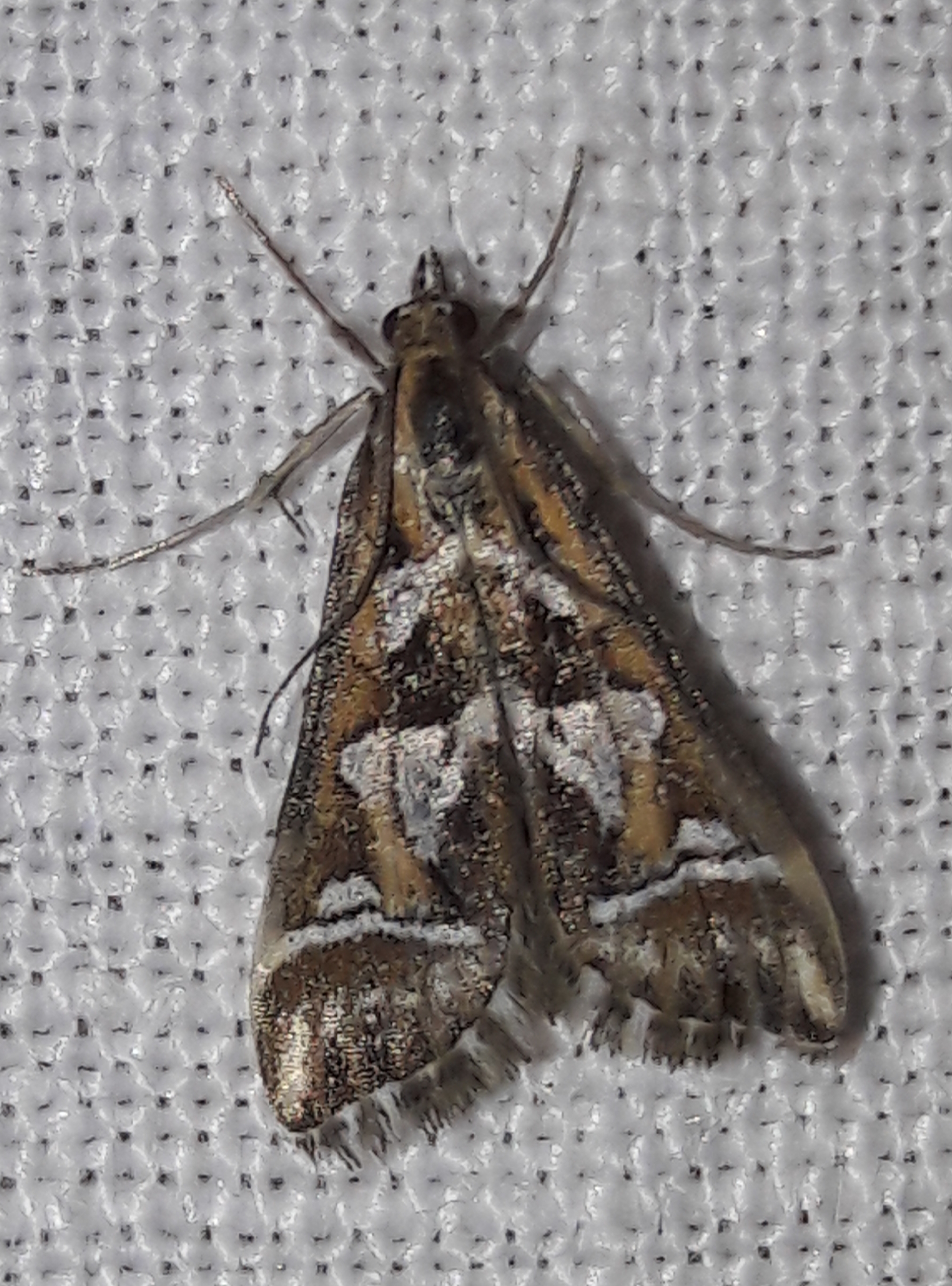 Diasemia reticularis - betűmintás tűzmoly