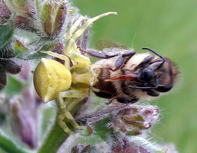 Thomisus onustus - fehér karolópók