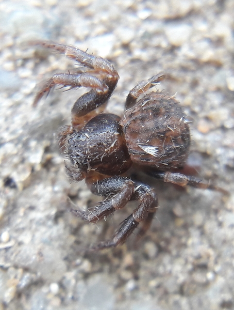 Ozyptila claveata