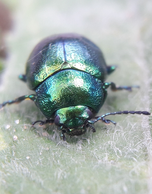 Chrysolina herbacea - zöld mentalevelész