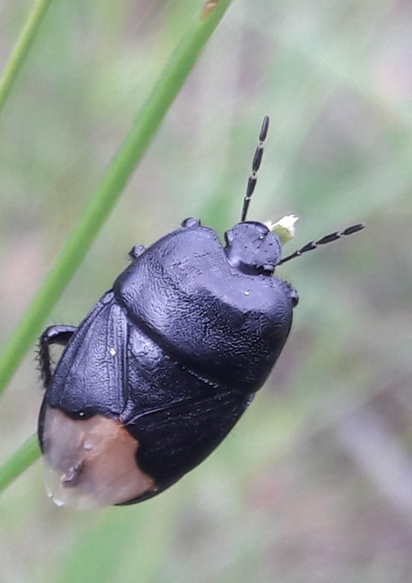 Cydnus aterrimus - nagy földipoloska