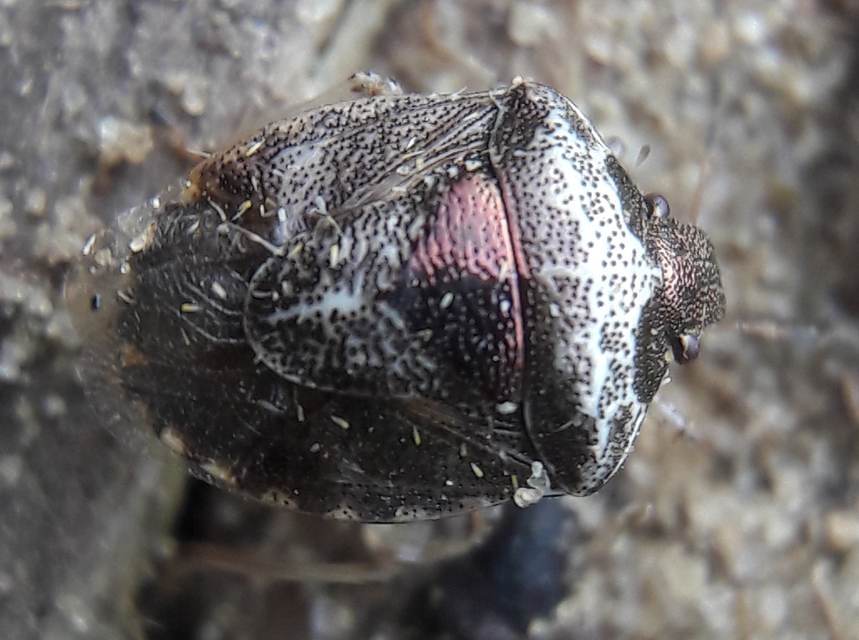 Stagonomus venustissimus - foltos feketefejű-poloska Stagonomus venustissimus - foltos feketefejű-poloska