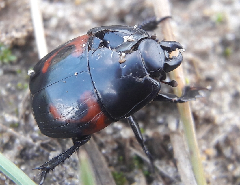 Hister quadrimaculatus - közönséges sutabogár