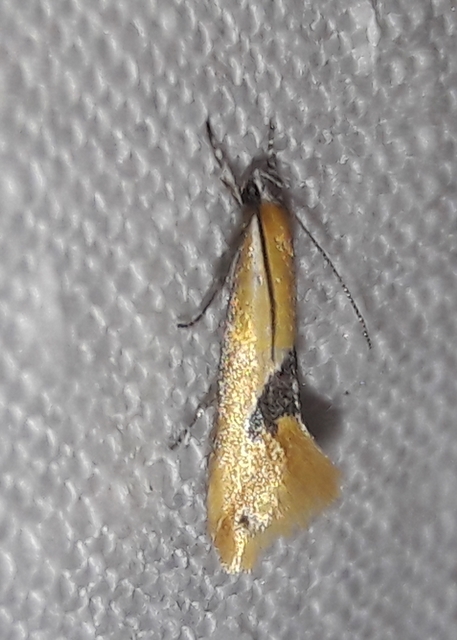 Batia internella/lambdella
