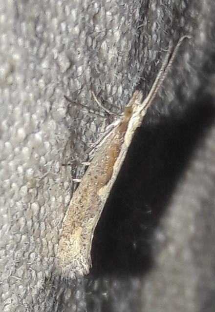 Plutella xylostella - káposztamoly