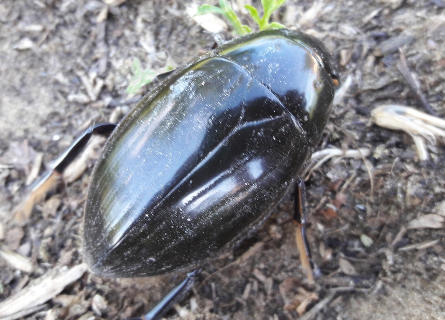 Hydrophilus piceus - közönséges óriáscsibor
