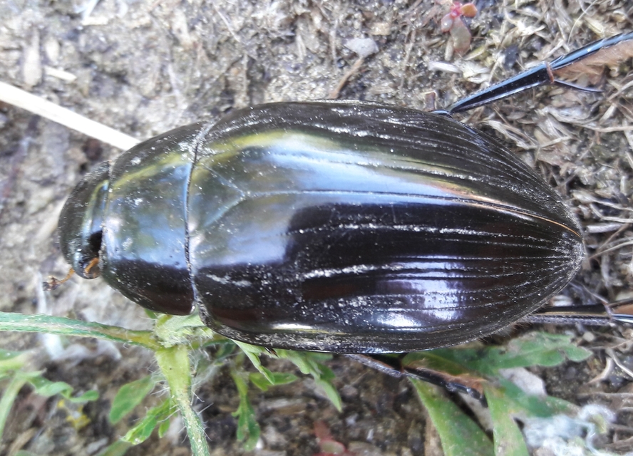 Hydrophilus aterrimus - fekete óriáscsibor