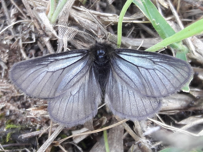 Pentophera morio - réti gyapjaslepke