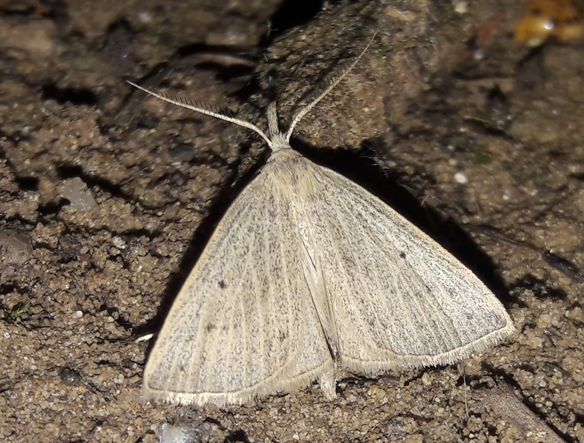 Macrochilo cribrumalis - csontszínű karcsúbagoly