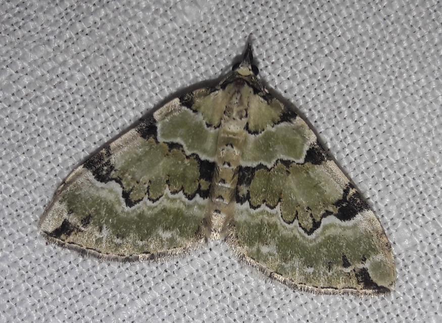 Colostygia pectinataria - zöld levélaraszoló