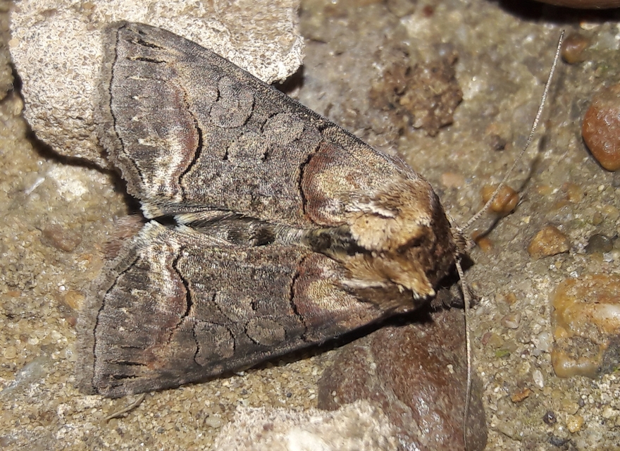 Abrostola triplasia - közönséges csalánbagoly