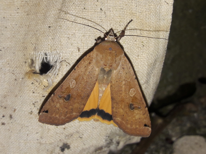 Noctua pronuba - nagy sárgafűbagoly