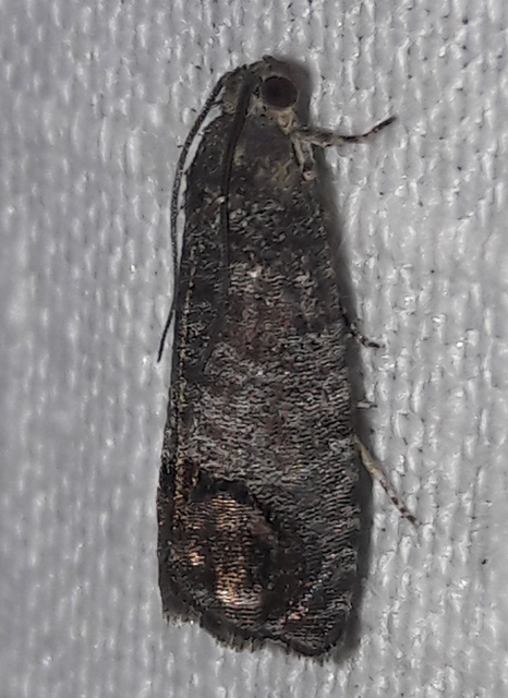 Cydia pomonella - almamoly