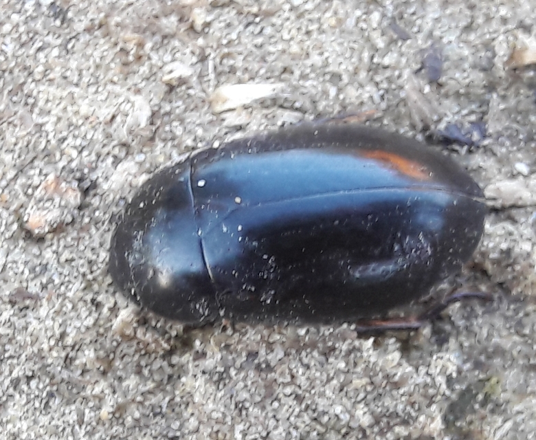Hydrochara caraboides - kis csibor