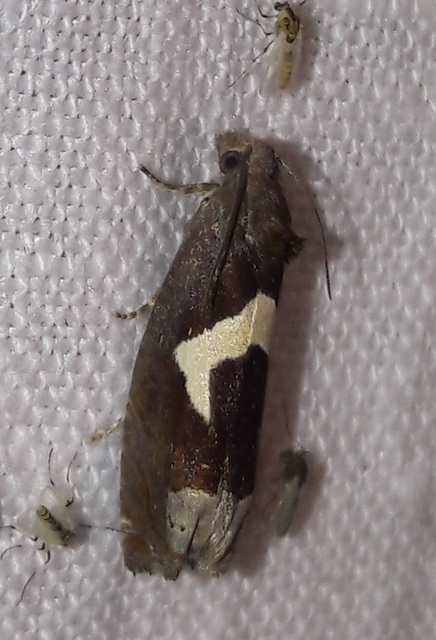 Epiblema foenella - kampósfoltú tükrösmoly
