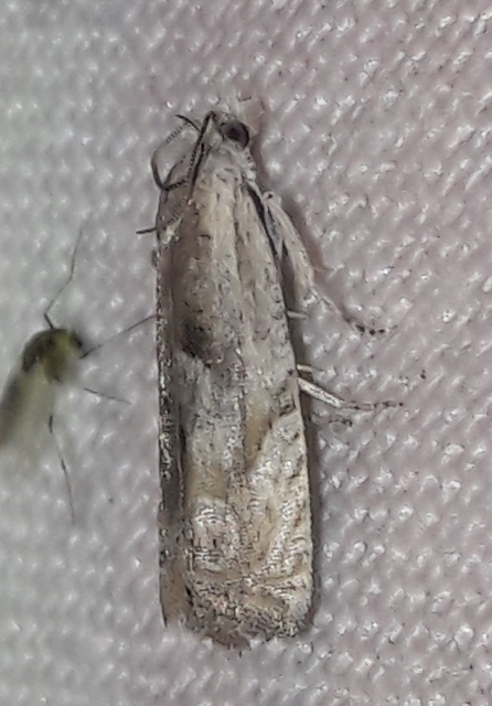 Eucosma metzneriana - ürömgyökér-tükrösmoly