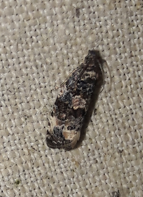 Endothenia
