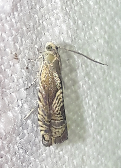 Grapholita delineana - kis kendermoly