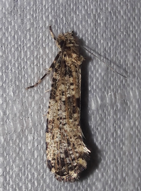 Morophaga choragella - közönséges óriásmoly