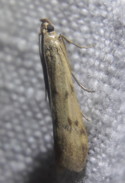 Homoeosoma sinuella - agyagsárga karcsúmoly