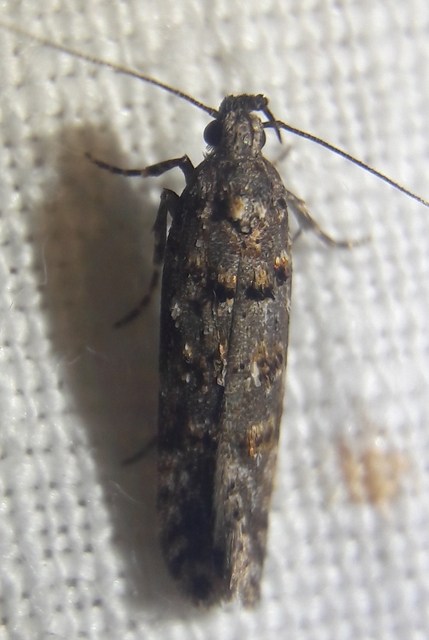 Gelechiidae - sarlósajkú-molylepkefélék
