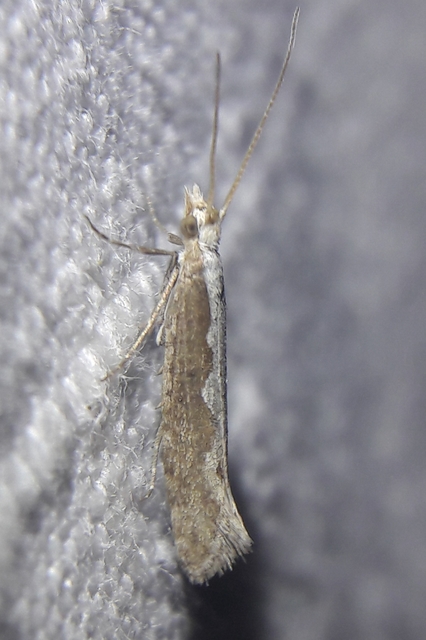 Plutella xylostella - káposztamoly