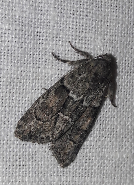 Cryphia fraudatricula - homoki zuzmóbagoly