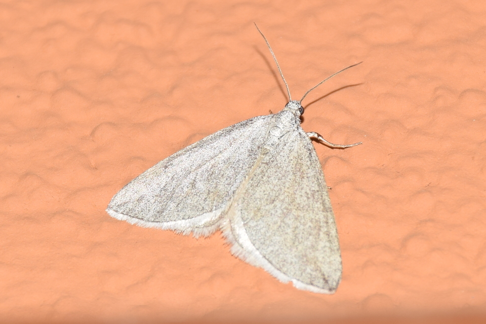Lithostege griseata - szürke araszoló