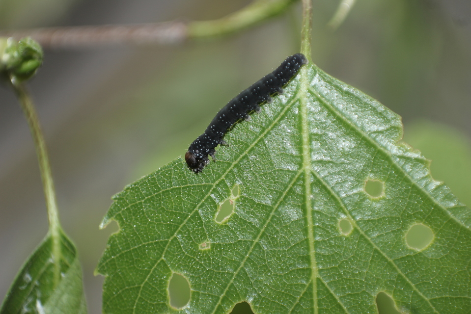 Achlya flavicornis - nyíres pihésszövő