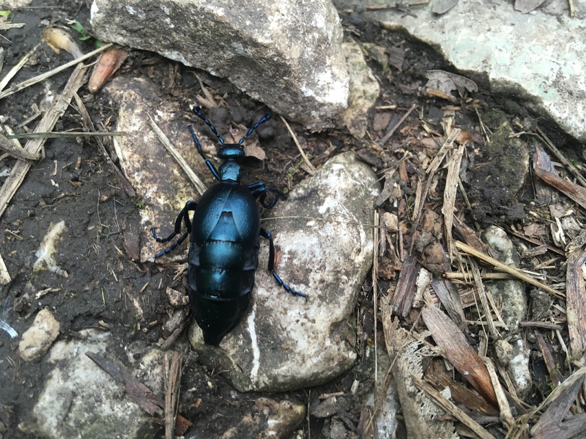 Meloe violaceus - kék nünüke