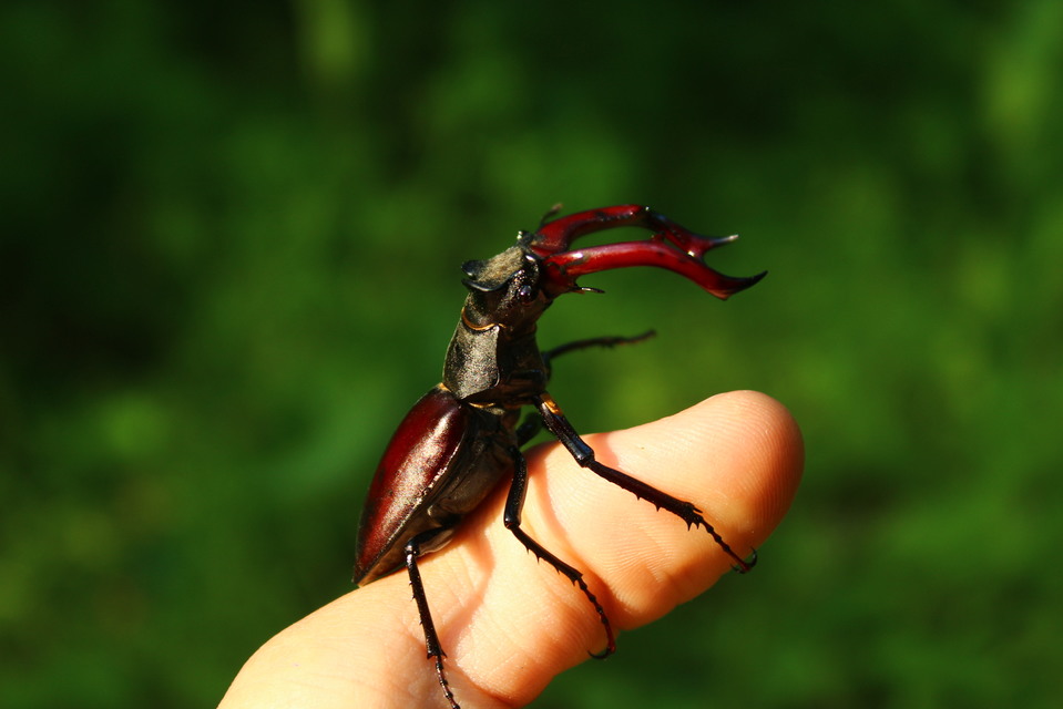 Lucanus cervus - nagy szarvasbogár